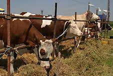 Cows At A Livestock Market In The Vojvodina Plain. Royalty Free Stock Image