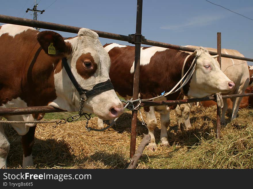 Cows at a livestock market in the Vojvodina plain.