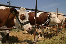 Cows At A Livestock Market In The Vojvodina Plain. Royalty Free Stock Images