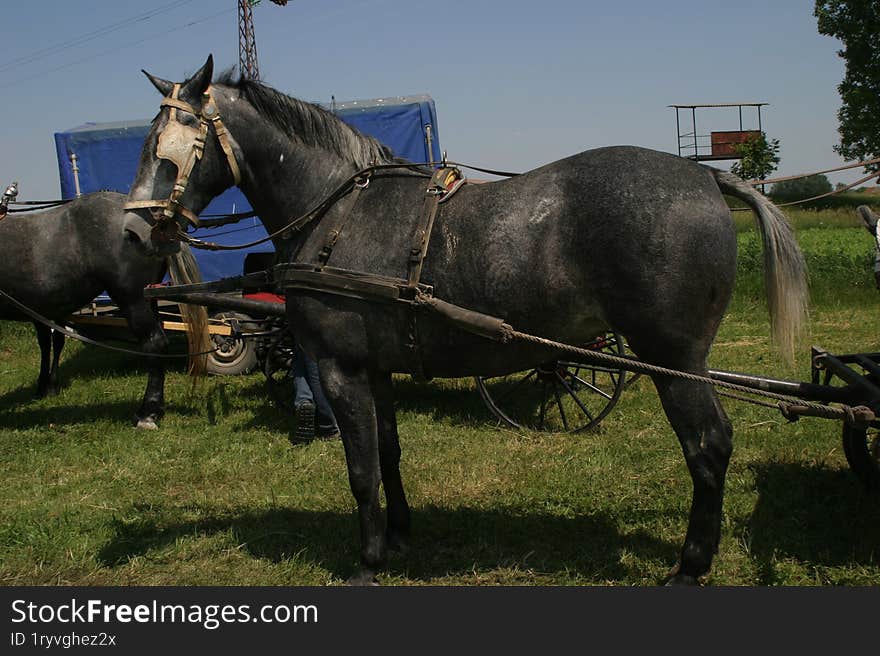 Horse at a livestock market in the Vojvodina plain.