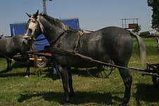 Horse At A Livestock Market In The Vojvodina Plain. Royalty Free Stock Photos