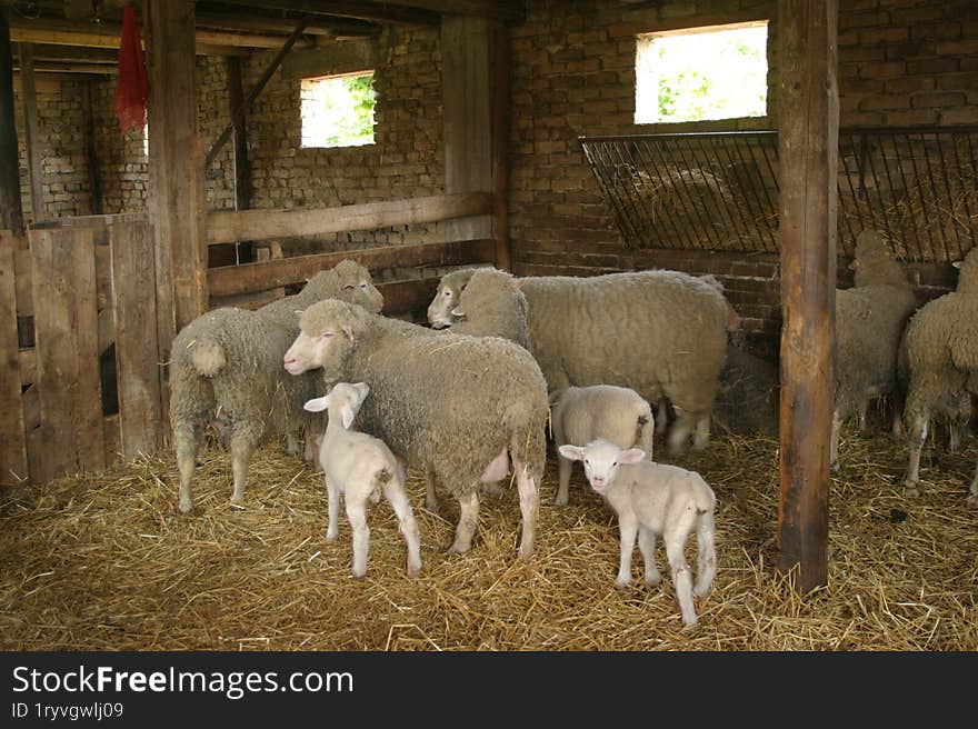 A small and lovely flock of sheep in a barn.