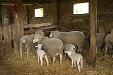 A Small And Lovely Flock Of Sheep In A Barn. Royalty Free Stock Images