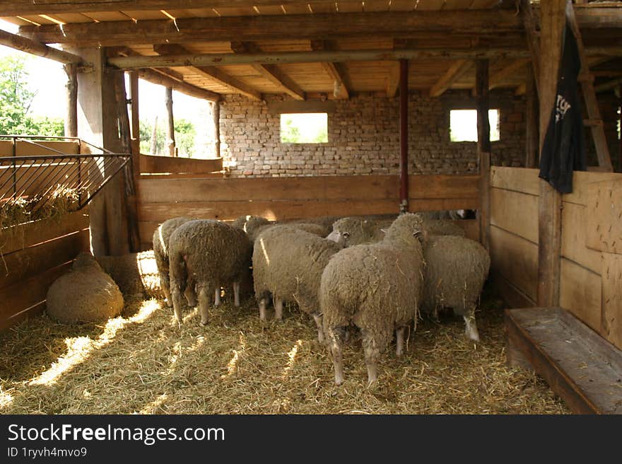 A small and lovely flock of sheep in a barn.