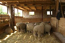 A Small And Lovely Flock Of Sheep In A Barn. Royalty Free Stock Image