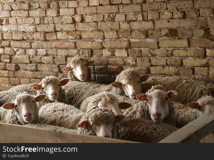 A small and lovely flock of sheep in a barn.