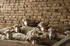 A Small And Lovely Flock Of Sheep In A Barn. Stock Photos