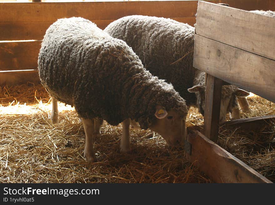 A small and lovely flock of sheep in a barn.