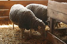 A Small And Lovely Flock Of Sheep In A Barn. Stock Image