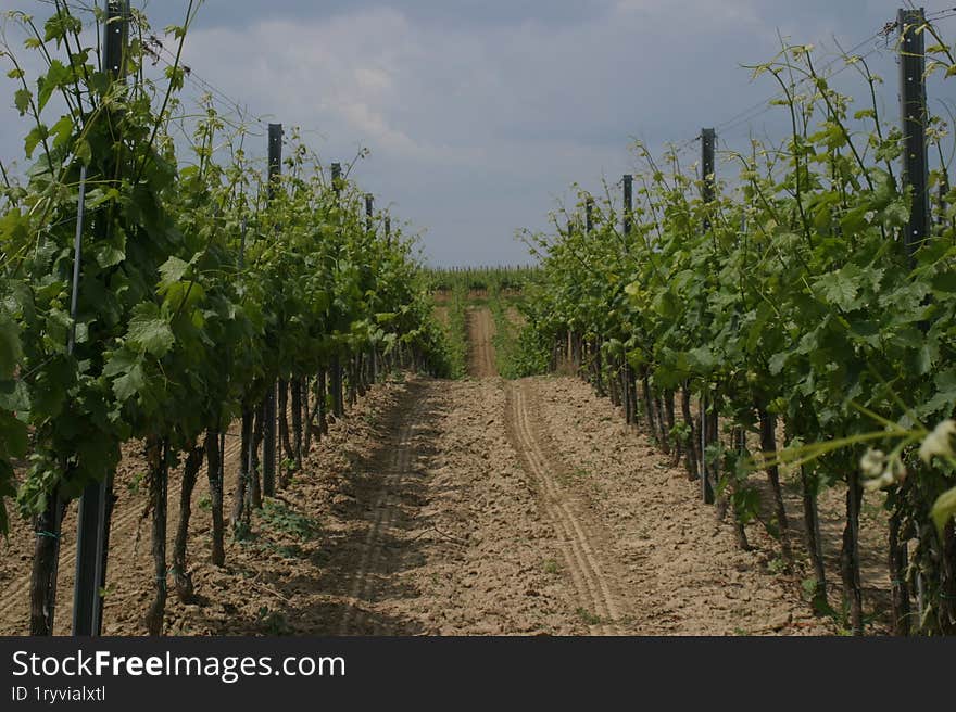 A Vojvodina vineyard on Fru�ka Gora on a cloudy day.