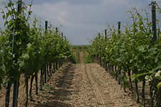 A Vojvodina Vineyard On Fruška Gora On A Cloudy Day. Royalty Free Stock Photography