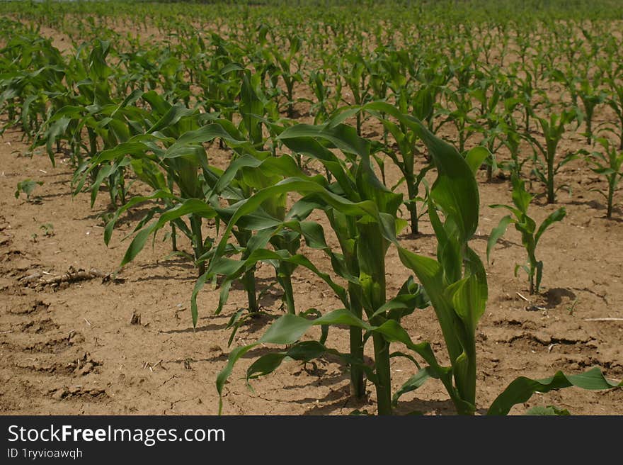 A field of poorly sprouted corn in the early stage