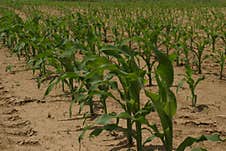 A Field Of Poorly Sprouted Corn In The Early Stage Stock Photos