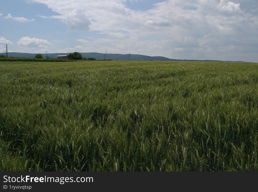 A field of young green wheat swaying in the wind.