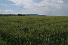 A Field Of Young Green Wheat Swaying In The Wind. Royalty Free Stock Photos