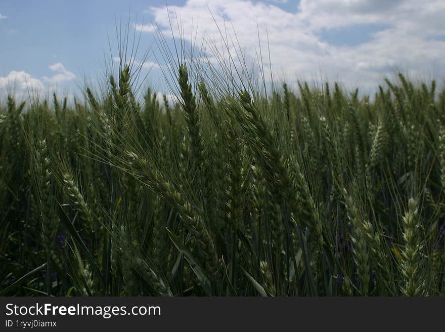 A field of young green wheat swaying in the wind.