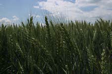 A Field Of Young Green Wheat Swaying In The Wind. Stock Images