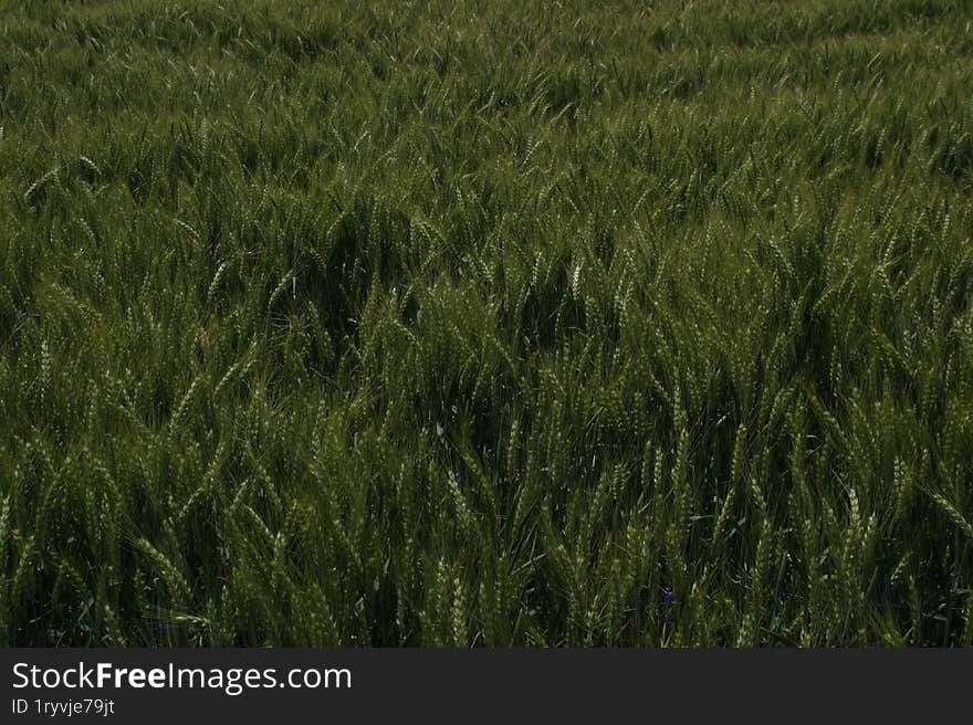 A field of young green wheat swaying in the wind.