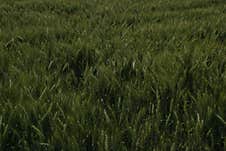 A Field Of Young Green Wheat Swaying In The Wind. Stock Photo