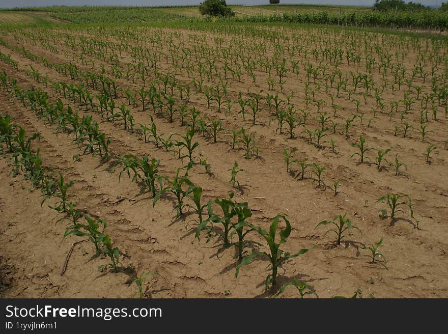 A field of poorly sprouted corn in the early stage