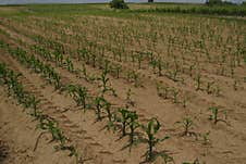 A Field Of Poorly Sprouted Corn In The Early Stage Royalty Free Stock Photo