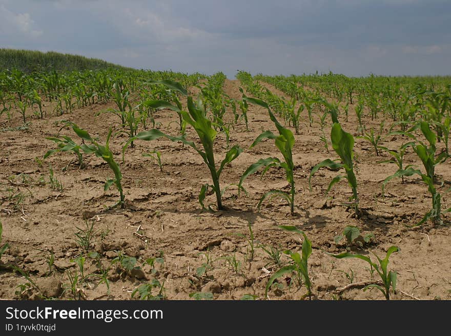 A field of poorly sprouted corn in the early stage