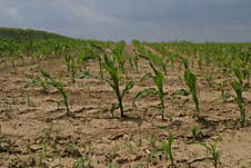 A Field Of Poorly Sprouted Corn In The Early Stage Royalty Free Stock Image