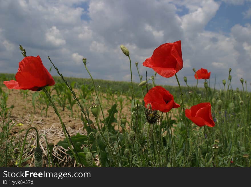 A picture of beautiful red wild poppies in a field.