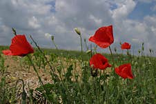 A Picture Of Beautiful Red Wild Poppies In A Field. Stock Photos