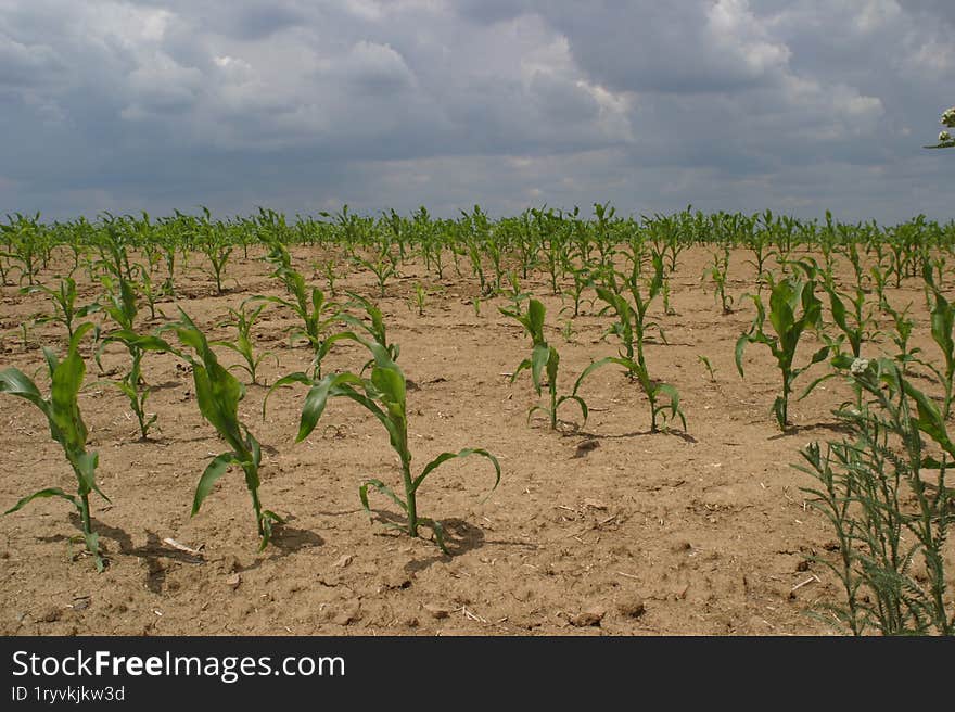 A field of poorly sprouted corn in the early stage