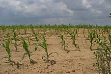 A Field Of Poorly Sprouted Corn In The Early Stage Royalty Free Stock Images