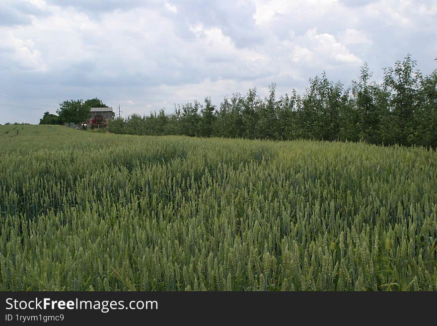 A field of young green wheat