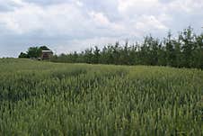 A Field Of Young Green Wheat Stock Photo