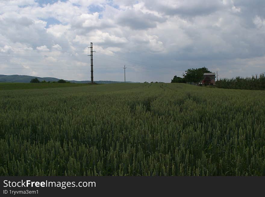 Grains of green wheat with large kernels.