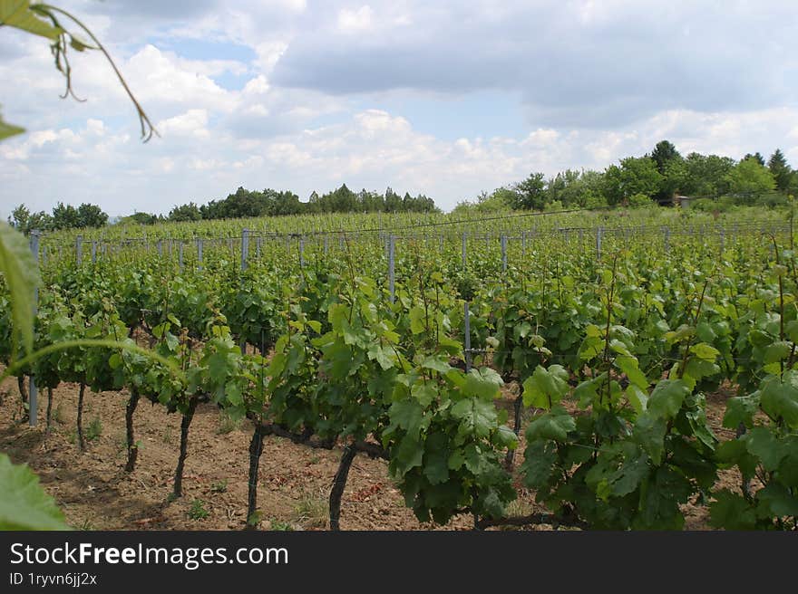 a young vineyard during the vineyard cultivation stage.