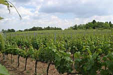 A Young Vineyard During The Vineyard Cultivation Stage. Royalty Free Stock Photos