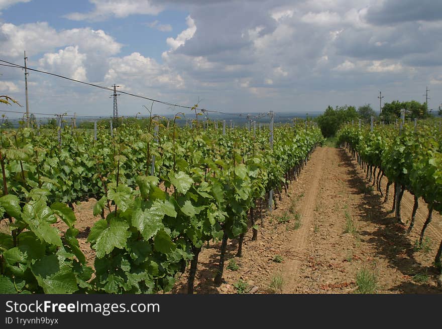 a young vineyard during the vineyard cultivation stage.