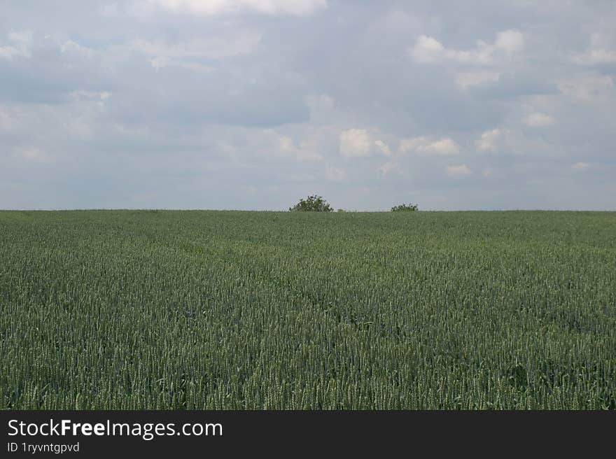 A field of young green wheat