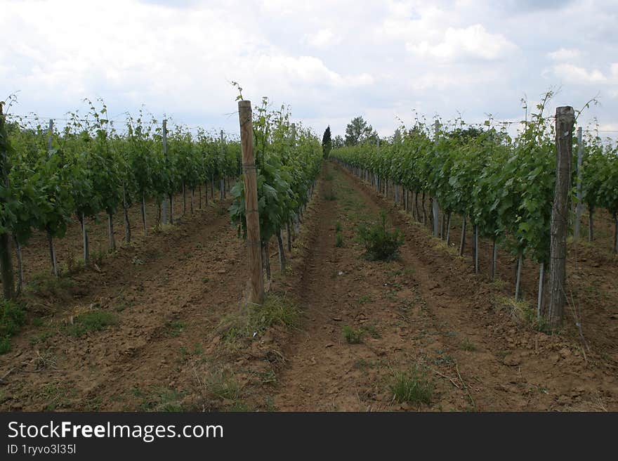 a young vineyard during the vineyard cultivation stage.