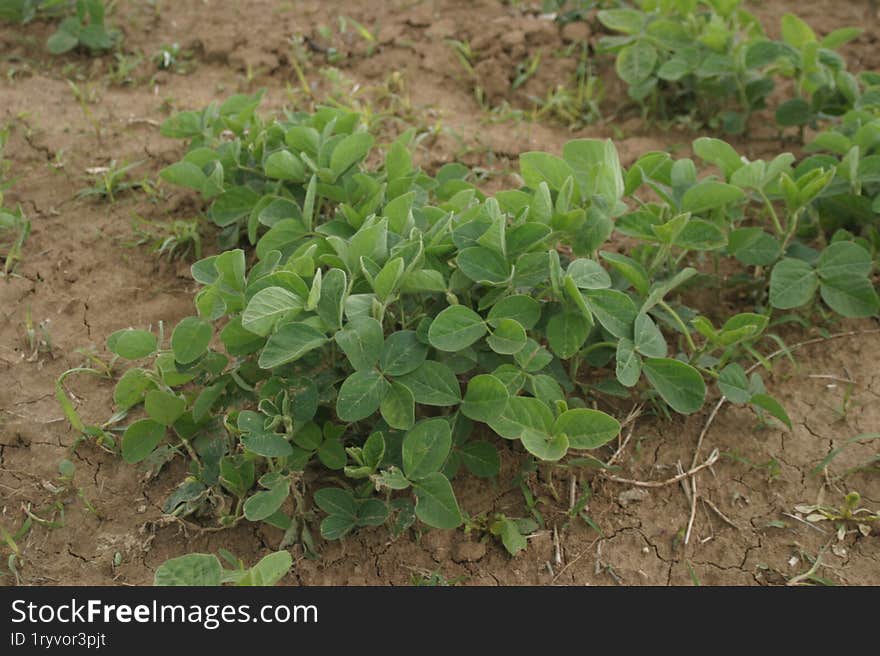 Young clover plants in a field.