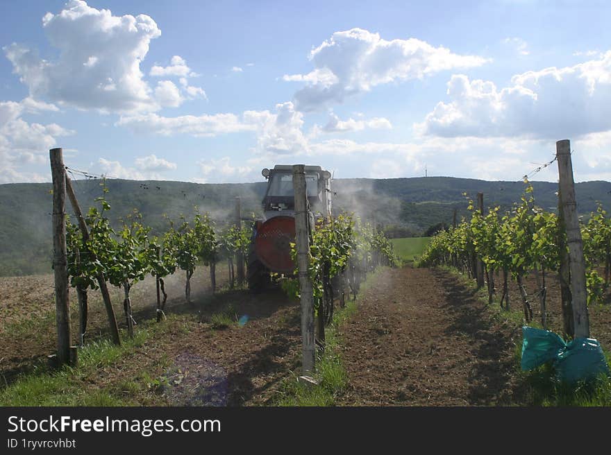 A tractor in a young vineyard during the vineyard cultivation stage.