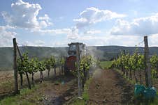 A Tractor In A Young Vineyard During The Vineyard Cultivation Stage. Stock Photos