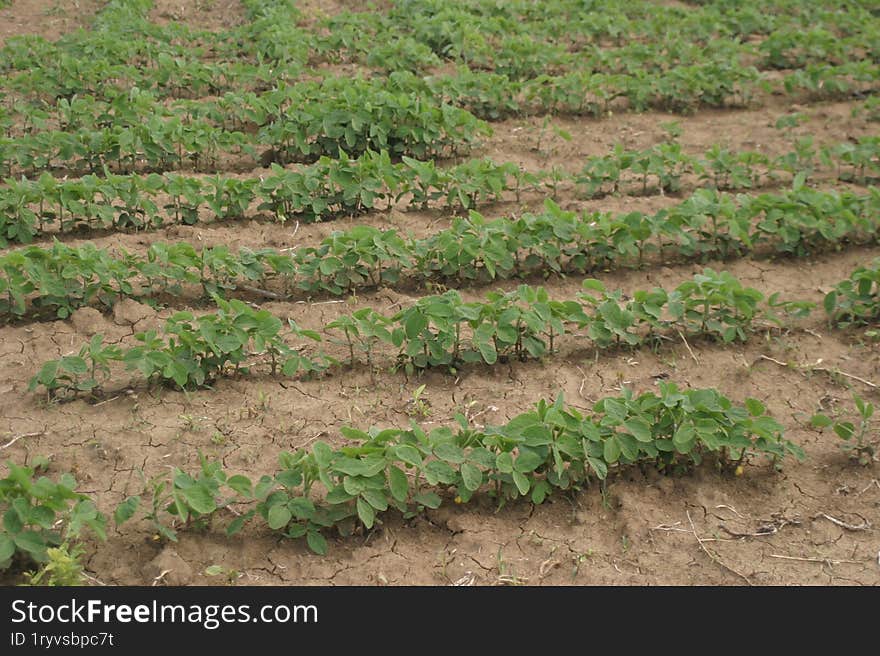 A field with newly grown soybean plants.