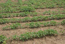 A Field With Newly Grown Soybean Plants. Stock Photo