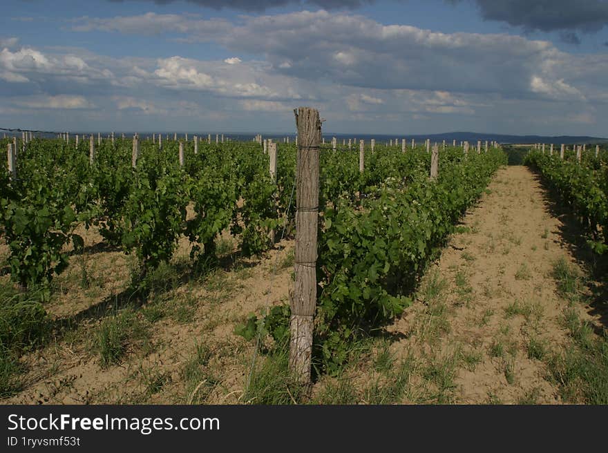 Rows of young grapevine seedlings.