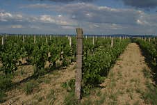 Rows Of Young Grapevine Seedlings. Royalty Free Stock Image