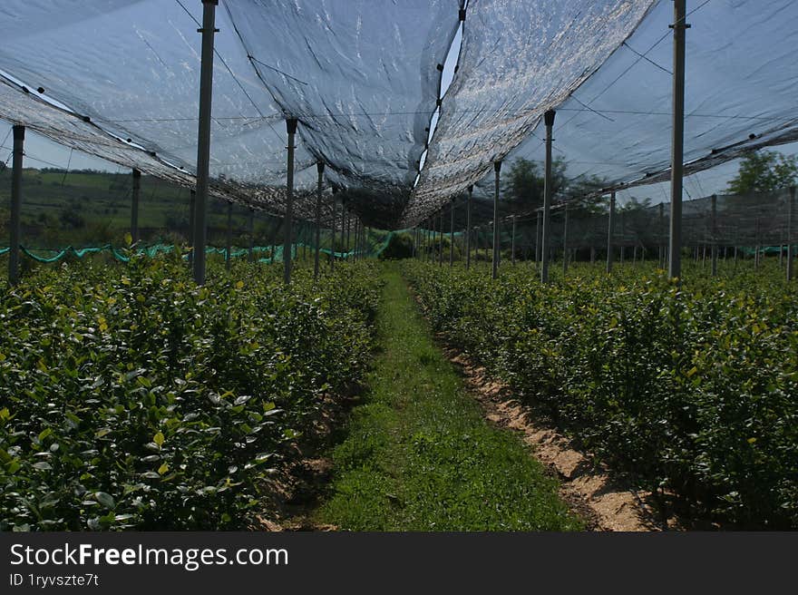 An orchard under a protective net on a sunny, quiet day.