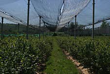 An Orchard Under A Protective Net On A Sunny, Quiet Day. Stock Image