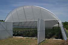 A Greenhouse With Young Seedlings. Royalty Free Stock Photo