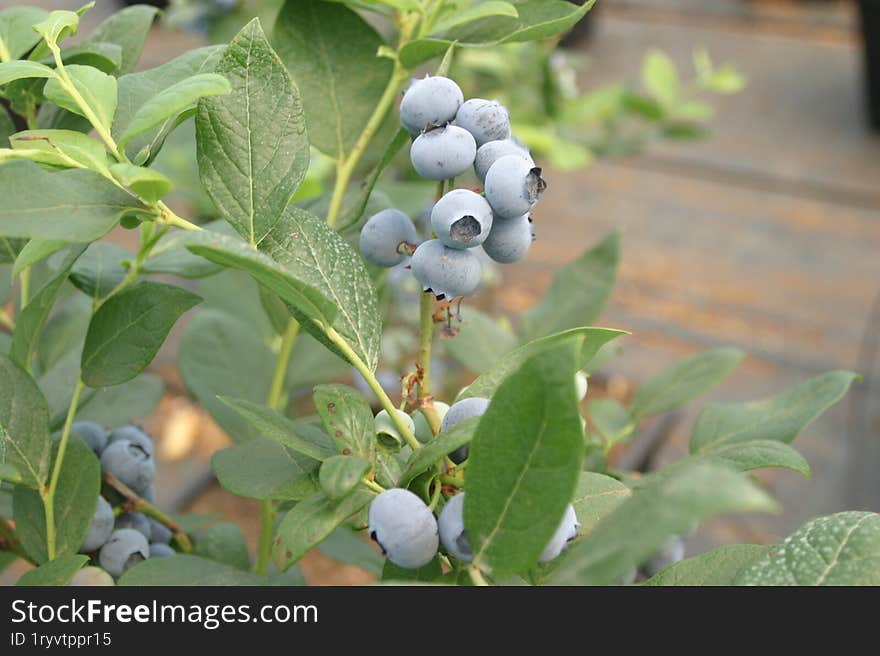 A beautiful young blueberry plant in the ripening stage.